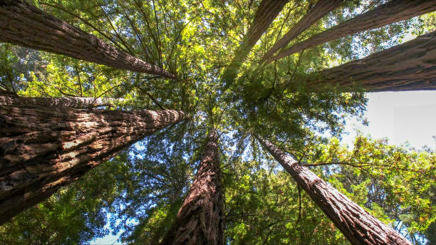 How Our Tree Care Process Works  in  Mount Vernon, KY